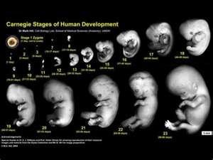 embryon-statut.jpg