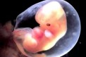 embryon-l125-h81.jpg